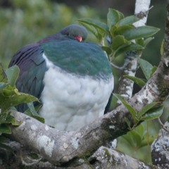 Kereru