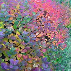 Lofsöngur (Nú flyt ég Drottni)