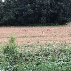 Frequent Mobile Anxiety