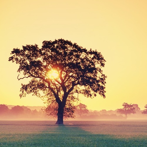 A New Sunrise