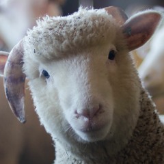 OLd MCdoNaLd HAd A FArm - lol club mix