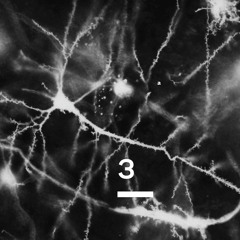 KS 3 - Synapse - Night Moves / Untitled #4