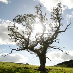 Working With The Difficult & The Easeful - Rupert Marques - The Sharpham Trust