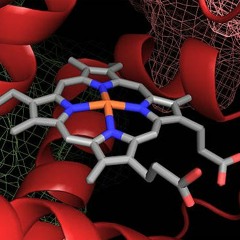 Hemoglobin *SNIPPET*