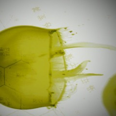 Abiogenesis [Preview]