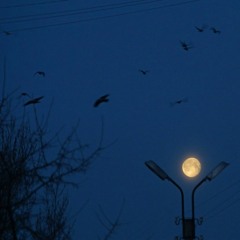 DRILL AREA - Dead Sky