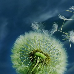 Calm Breeze