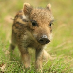 MARCASSIN STYLE B2b @artos