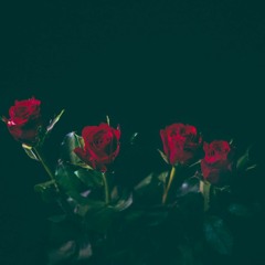 Red Roses