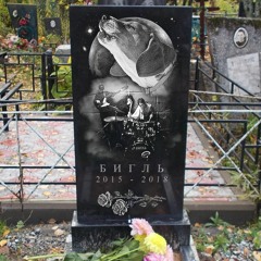 колорадский жук