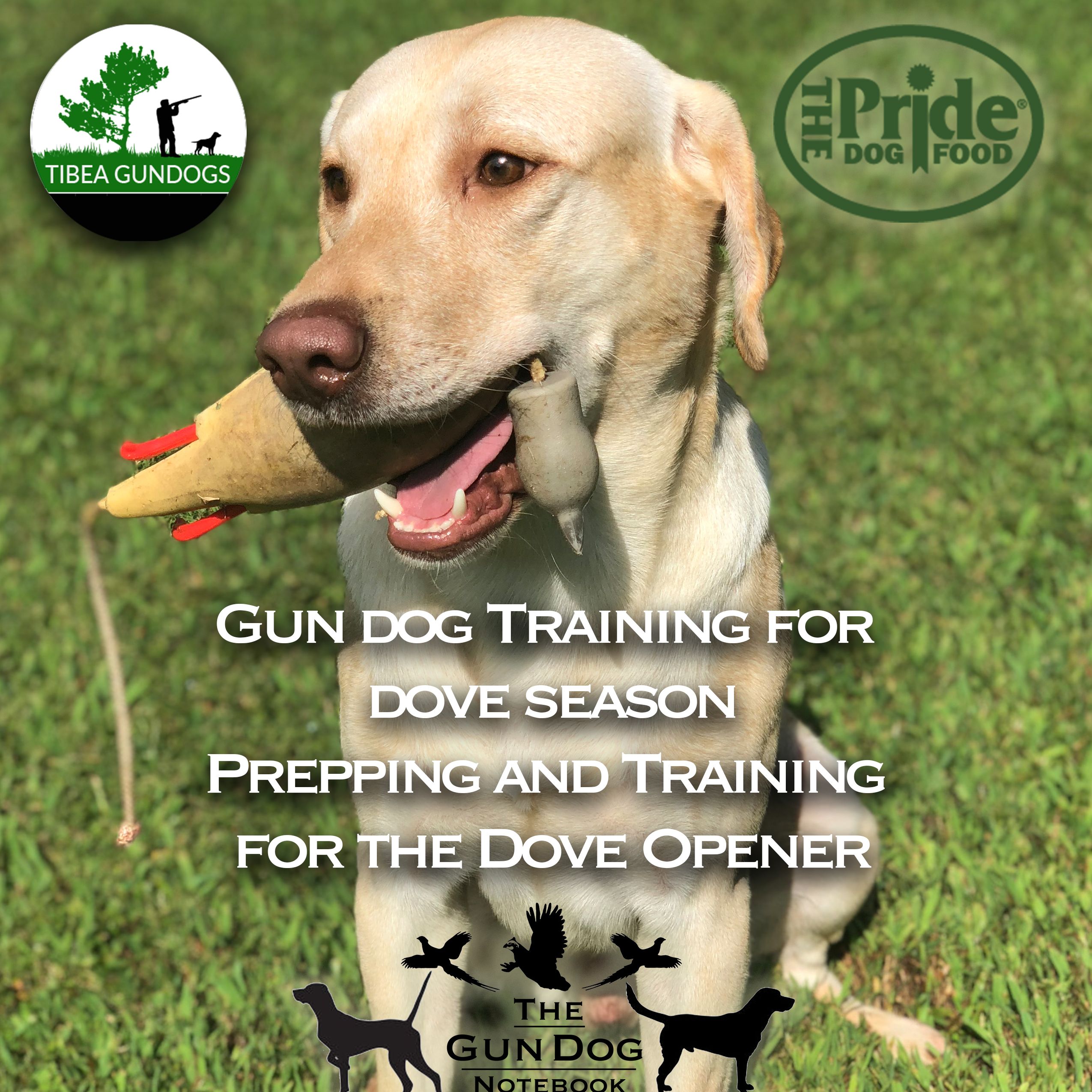 TGDN Dove Season Training with Robin Watson of Tibea Gundogs