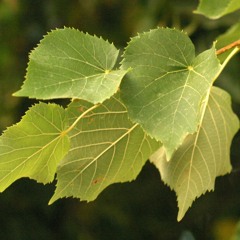 Tree Leaves