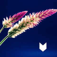 ARIZONA - I Was Wrong (beurre Remix)