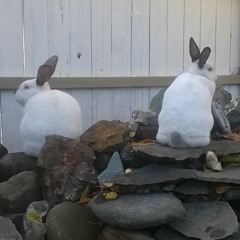 Am I Inside (Alice In Chains Cover)