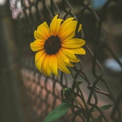 giả vờ - quí.(acoustic)