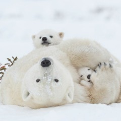 5 Facts about Polar Bears - Nat Geo Wild