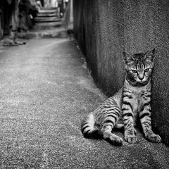 Periodical Repost-Favs Playlist #18