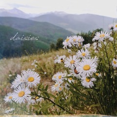 daisies
