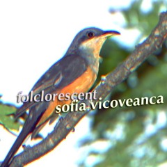 Folclorescent x Sofia Vicoveanca - Canta Cucu-n Varf de Nuc