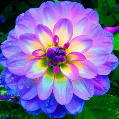 Dhalia