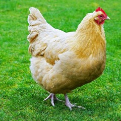 Kodi Baaye Lacchammadi Song Mix Master Dj Yashwanth Smiley