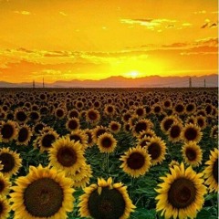 Juliana Santiago - Cover - Um Girassol da Cor do Seu Cabelo