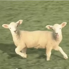 𝐿𝒶𝓂𝒷 𝒯𝒶𝓁𝓀