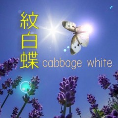 Cabbage white 紋白蝶