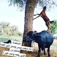 أنا مواطن !!!   خذوا المناصب والمكاسب لكن خلولي الوطن !!!  لطفي بوشناق_01.mp3