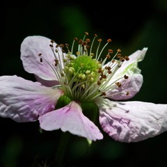 Ed Harris - Blackberry Blossom