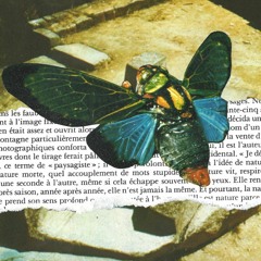 Heyoan - Acreditar part. Bonsai