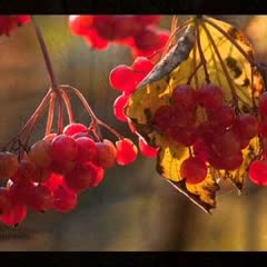Осінь (Душі не все одно) - вик. Іво Бобул