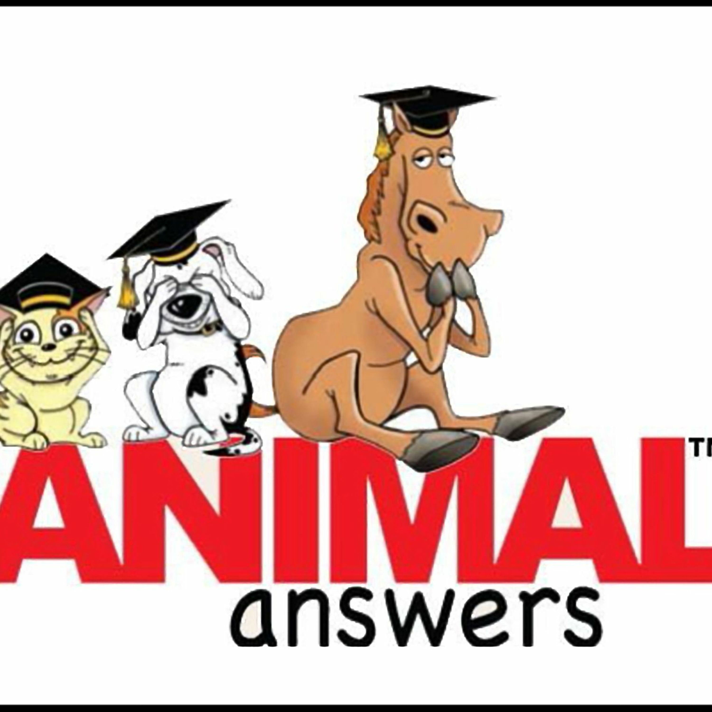 Veterinary Corps episode artwork