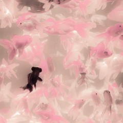 MVS x Allie X -  lifted