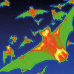 flying [prod. XanGang]