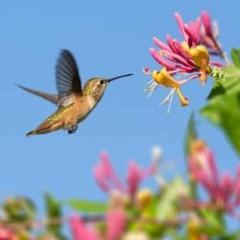 PACK PRIMAVERA 2018==ELITE (CHARLY ALARCON)