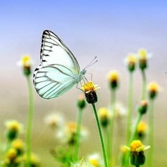 PACK PRIMAVERA 2018==TROPIFULL (DOS VOCES)