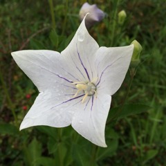 On A Planet (scratch track)