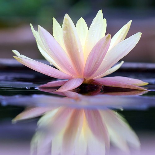 Activate Your Inner Potential Meditation