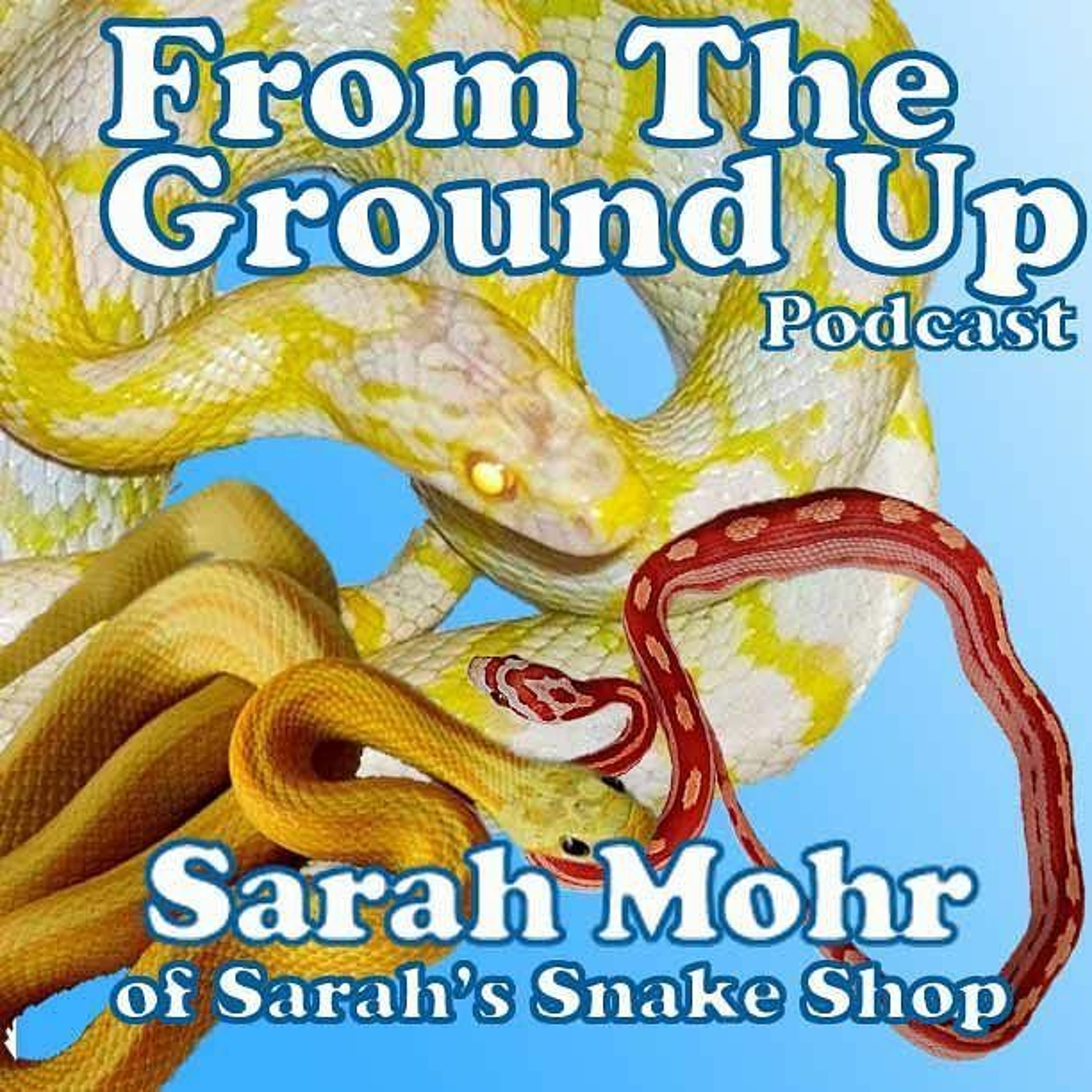 Modern Medusa Reptile Podcast - Where we talk everything cold-blooded (Snake Podcast)