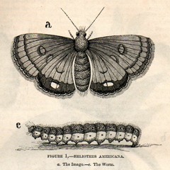 Moth & Night V1