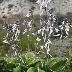 Meditation - Taknemmelighed