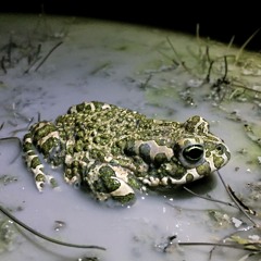 European Green Toad (Bufotes viridis)