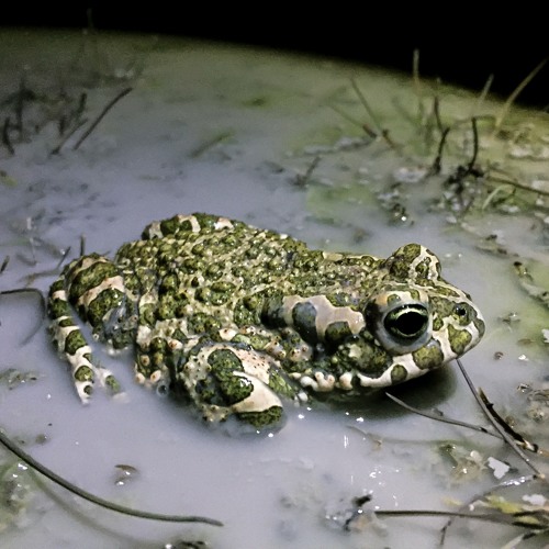 Stream European Green Toad (Bufotes viridis) by Hendrik Walcher | Listen  online for free on SoundCloud