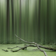 Dub,Chill,IDM,Psy,Trip,Ambient...5