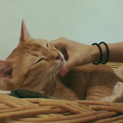 can’t help falling in love - elvis presley