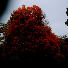 F a l l  🍂