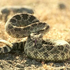 Rattlesnake (Live Cut)