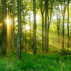 Forest – Prokusha