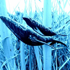 free association avalanche playlist